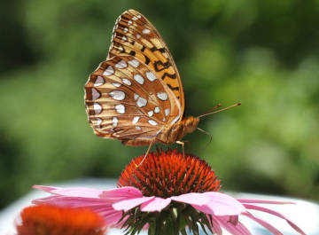 great spangled fritillary