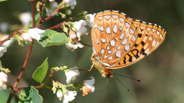 aphrodite fritillary