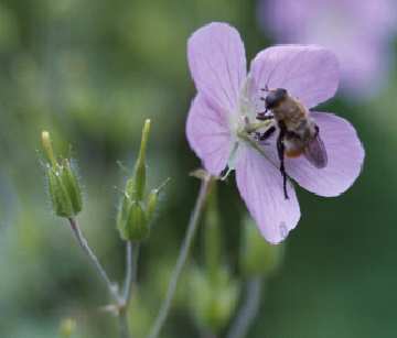 bee visits wild geranium