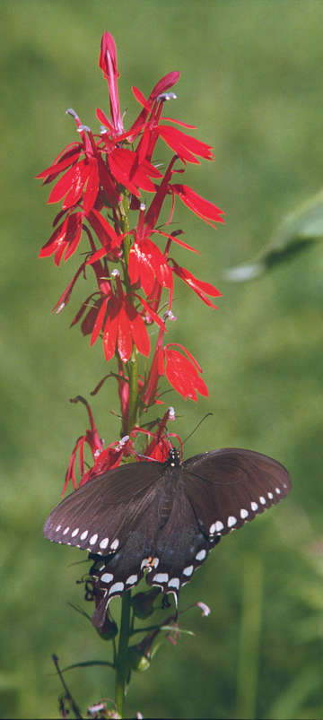 cardinal flower with spicebush swallowtail butterfly