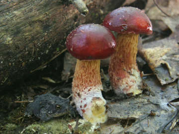 Frost’s bolete