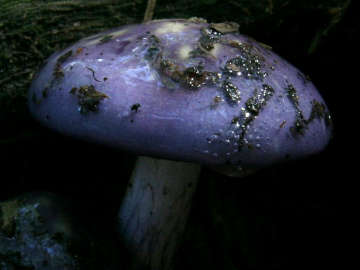 Viscid violet cort