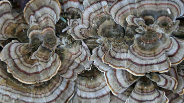 turkey tails