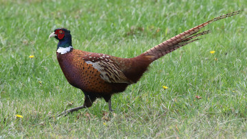 male ring-necked pheasant