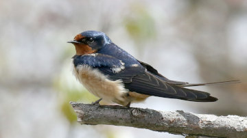 barn_swallow