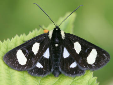 Mystery solved: When butterflies evolved and what plants they used for food  •