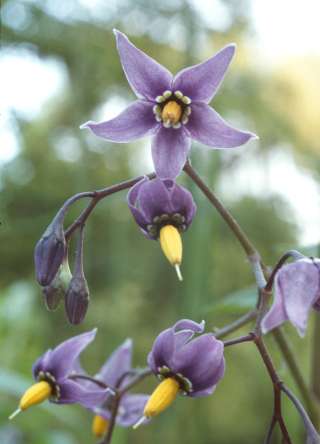 poisonous nightshade flower