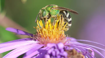 green sweat bee