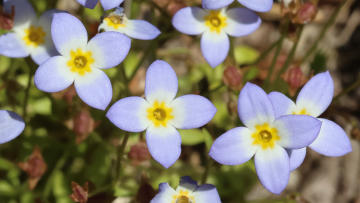 little bluets