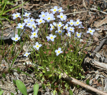 little bluets