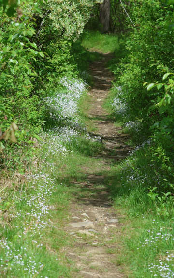 little bluets along a path