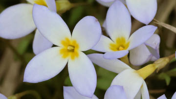 little bluet flowers