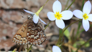 pine elfin butterfly nectaring on a little bluet