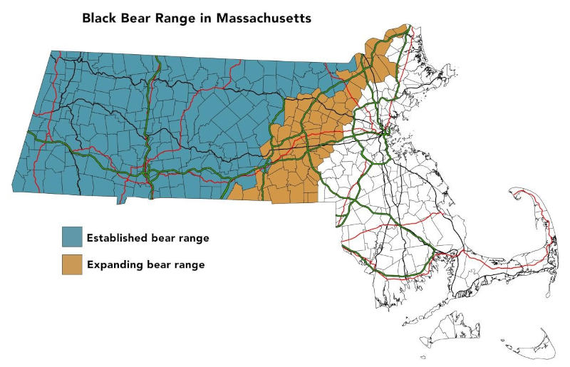 Massachusetts bear range map