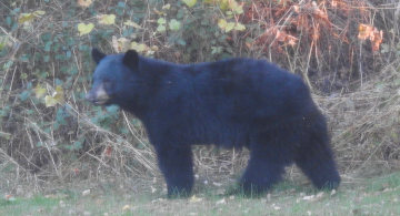 black bear