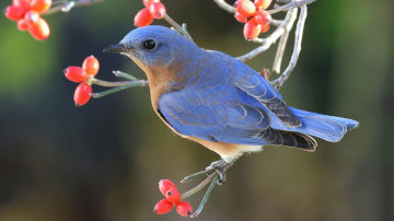 eastern bluebird