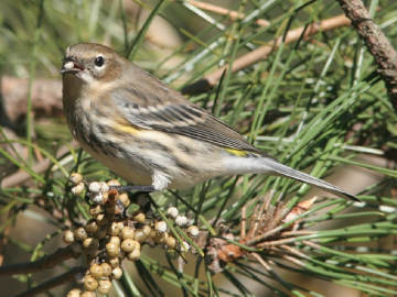 yellow rump warbler