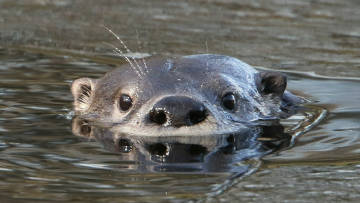 river otter, mostly under water