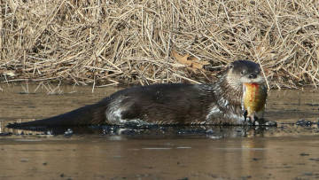 river otter with fish in mouth