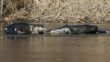 river otters