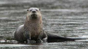 river otter on ice