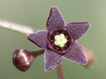 black swallowwort