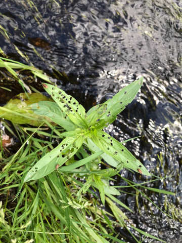 purple loosestrife