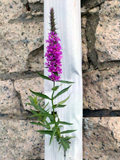 purple loosestrife