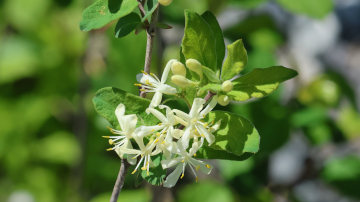bush honeysuckle flowers