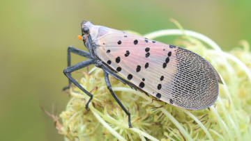 spotted lanternfly