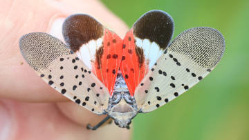 spotted lanternfly
