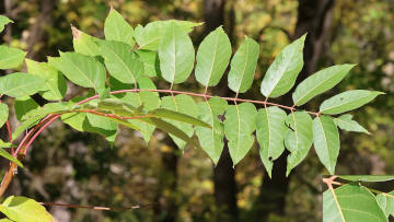 tree-of-heaven leaf