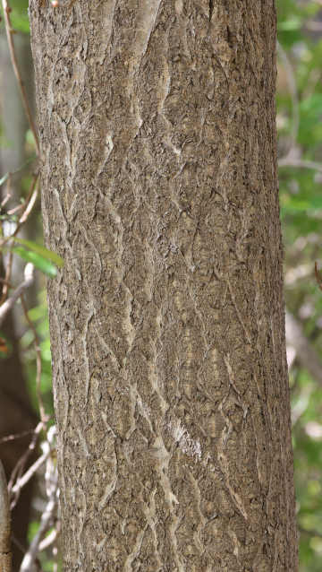 tree-of-heaven bark