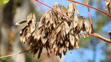 tree-of-heaven seeds