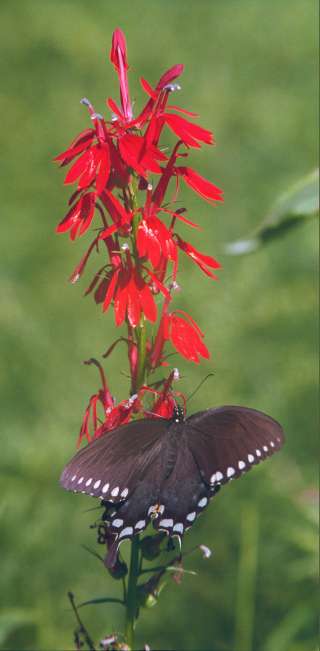 cardinal flower with swallowtail butterfly