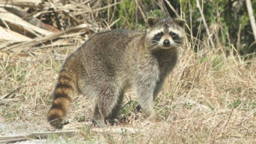 raccoon