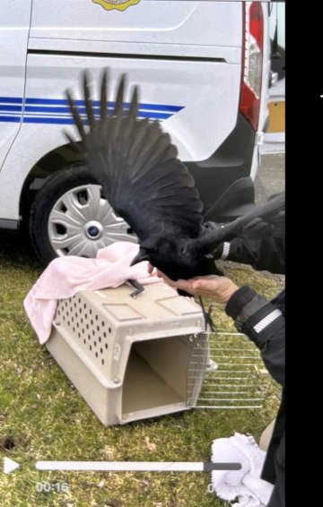 crow being released