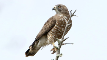 Broad-wing hawk