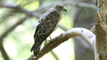 Broad-wing hawk