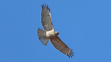 Juvenal broad-wing hawk in flight