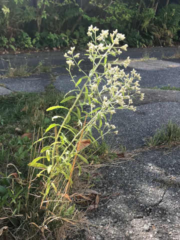 flowering sweet everlasting plant