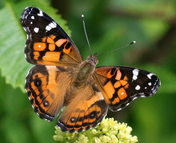 American Lady butterfly