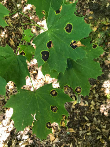 black spots on maple leaves