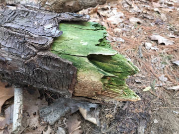 green stain on log without bark