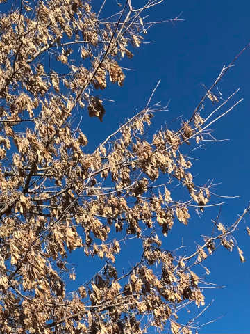 boxelder seeds on branches