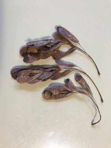 boxelder seeds