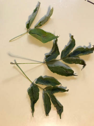 dried boxelder leaves