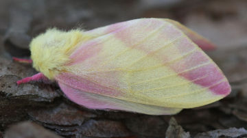 rosy maple moth