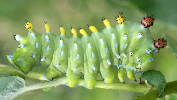 cecropia moth caterpillar