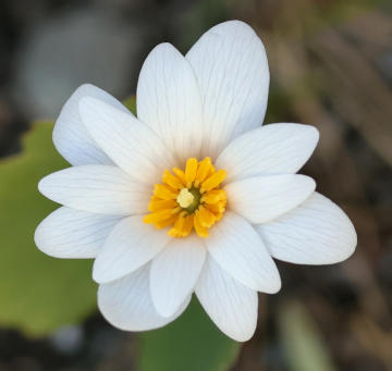 double bloodroot flower